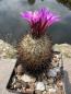 Preview: Gymnocactus beguinii